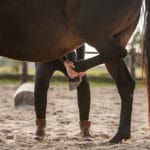 Qu’est-ce que l’ostéopathie animalière ? ostéopathe animalier